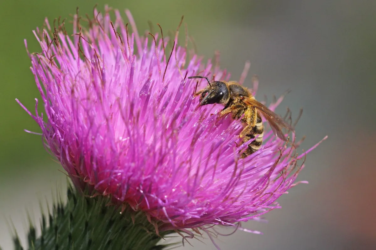 Eine Hylaeus scabiosa. Eine Biene auf einer Blume.